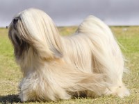 Lhasa Apso thumbnail